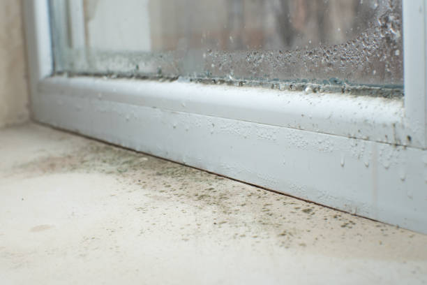 Hydesville, CA Mold Inspection, Removal & Remediation Company